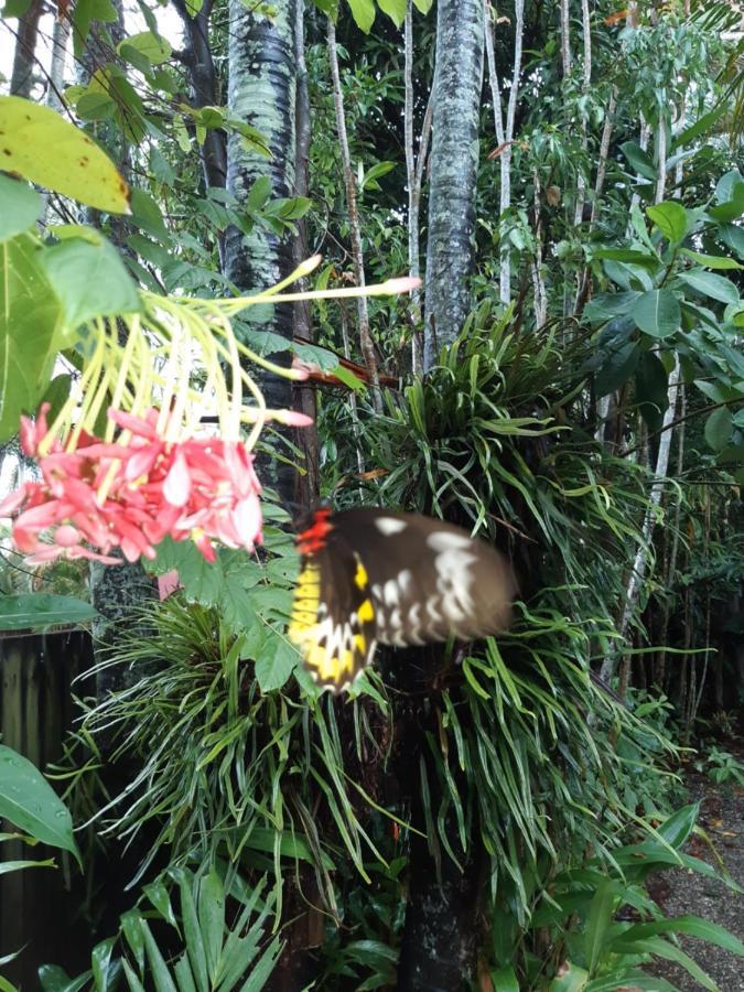 Travellers Paradise Кернс Екстериор снимка Butterfly in the Butterfly House
