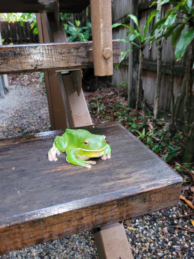 Travellers Paradise Кернс Екстериор снимка A green tree frog