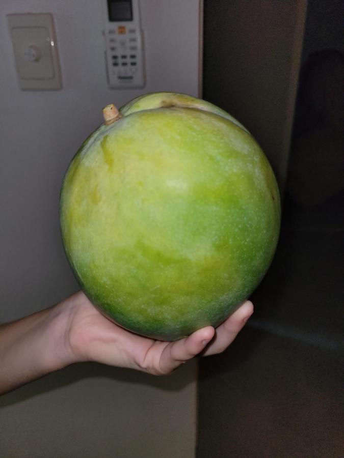 Travellers Paradise Кернс Екстериор снимка An unripe mango