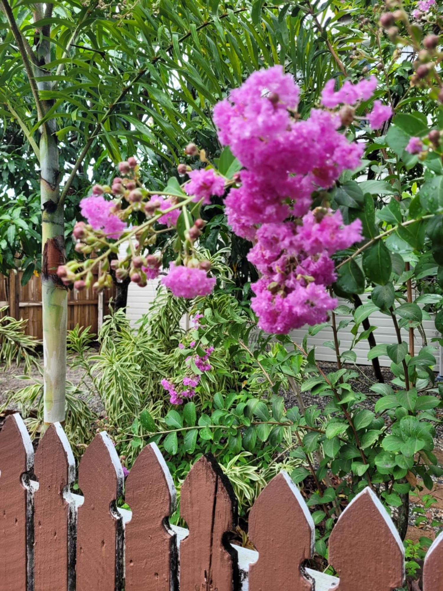Travellers Paradise Кернс Екстериор снимка Lagerstroemia speciosa
