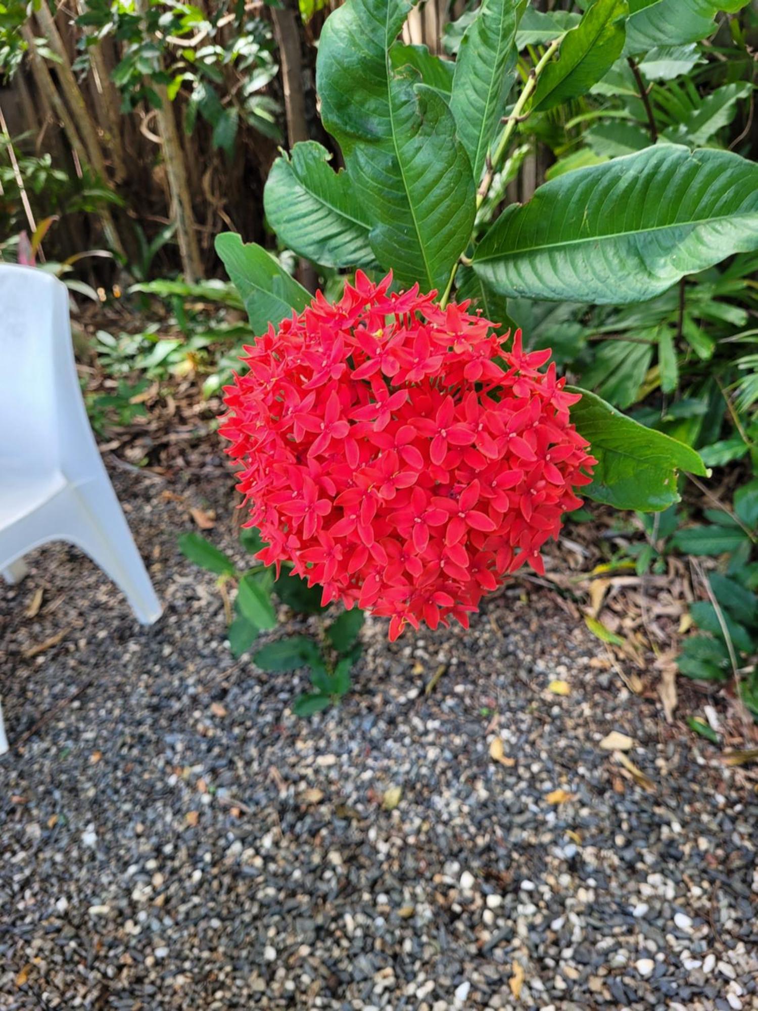 Travellers Paradise Кернс Екстериор снимка Flower of a red variety